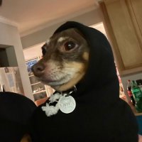 Chef Leppard (@andrewtothemoon) 's Twitter Profile