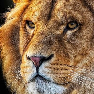 lionlives_'s profile picture. 