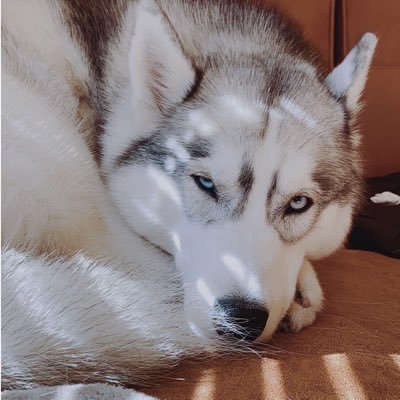 ラム シベリアンハスキー Rumthehusky Twitter