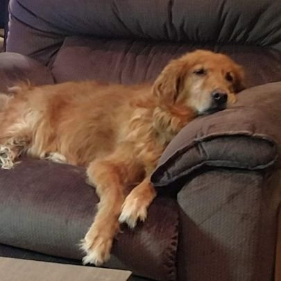 SimbaCalli's profile picture. Engineer. Math teacher. Doggy daddy married to crazy cat lady. Subterranean homesick alien. Great listener, inept speaker.