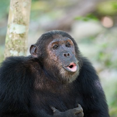 KamikazeeGhoSt Profile