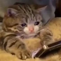 🥺 (nuevo perfil)