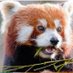 Red Panda (@redpanda11358) Twitter profile photo Red Panda (@redpanda11358) Twitter profile photo