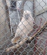 I am a cockatoo. I live in a place called a 'zoo.' I am friends with Wallace the Lion and Bugaboo the Macaque. We are on Twitter!