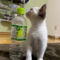 飲酒コロナ (@sanpuson1) 's Twitter Profile