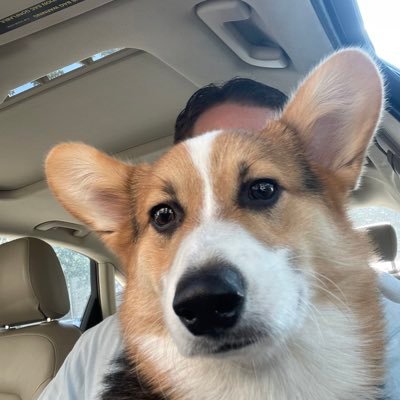 @pilotcorgidad
