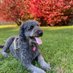 Tracy Snodgrass (@poseythedoodle) Twitter profile photo Tracy Snodgrass (@poseythedoodle) Twitter profile photo