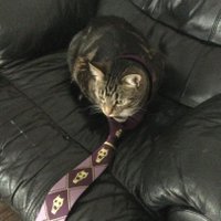 Calikov (@magicalcalicorn) 's Twitter Profile