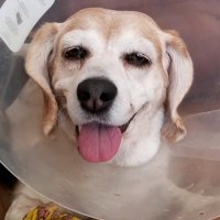 XRLPM (@xrlpm1) 's Twitter Profile