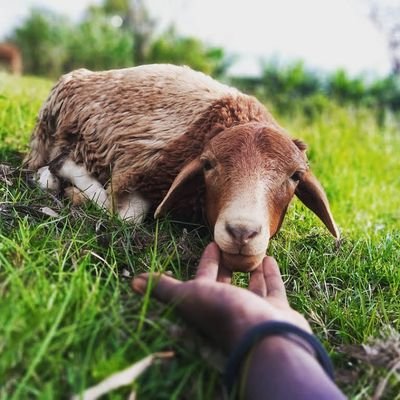 walimbwa_ck's profile picture. Mixed Farmer
🎭