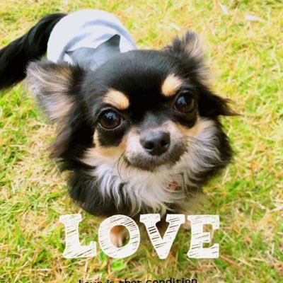 インテリアやDIYが好き🤎チワワ2匹とチワックス飼ってます🐶✨水どう大泉洋が好き🩵 LUNASEA ❤️𝑳𝑶𝑽𝑬 ❤️