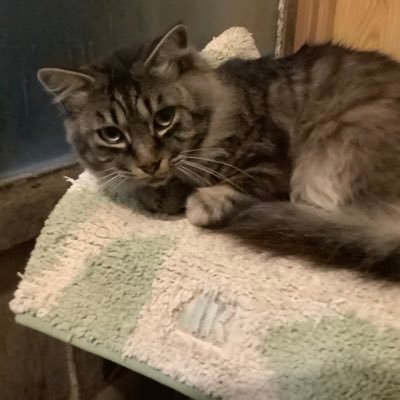 Kuraun65729530's profile picture. ゲーマー　アモアス、人狼、ボドゲ、ポケモン、マイクラその他諸々         ゲーム鯖も運営　気になった人フォローしてくんで　サブ垢もあるよー