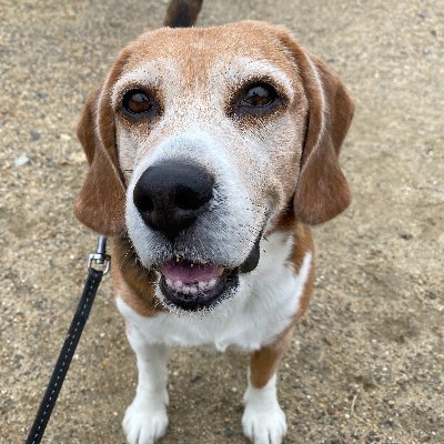 genkidamajp's profile picture. 愛犬とのお散歩が大好き♫地域が活性化してるのも大好き💝大好きな日本には元気でいてほしいと切に願う日々。みんな元気にな～あれ❣