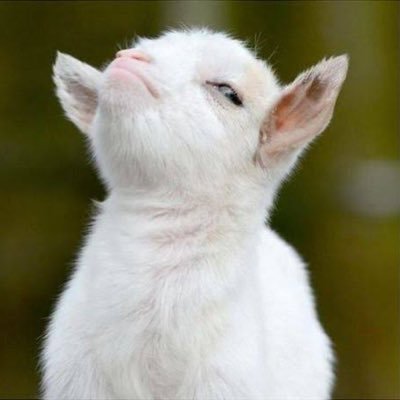_goat_l's profile picture. writes code