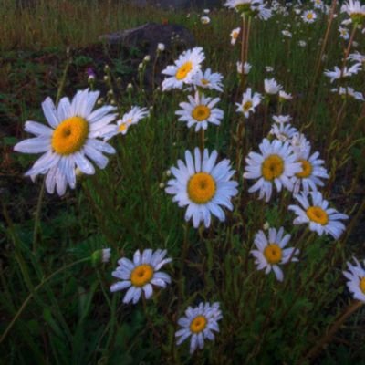 Angy81007190's profile picture. HABBO ES 🇪🇦 -Badbix