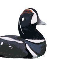 TheBirdsGuy (Ian Davies) (@thebirdsguy) 's Twitter Profile Photo TheBirdsGuy (Ian Davies) (@thebirdsguy) 's Twitter Profile Photo
