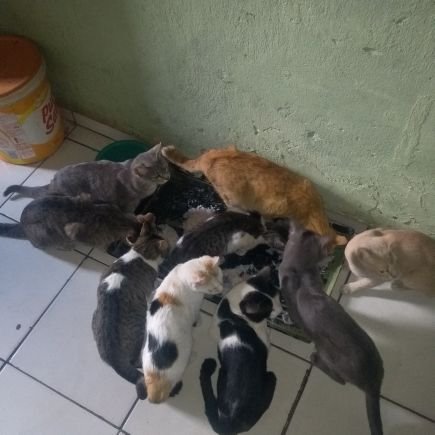 🐈♥️agente precisa de doações pra nossa comida.nos ajudem