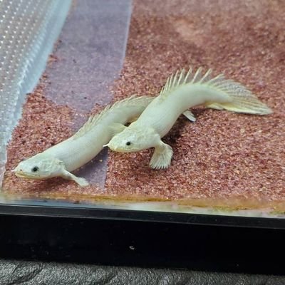 Po_Delhezi's profile picture. Po.デルヘッジ沼もはや病的。夫婦共有アカ。
尻に敷かれている旦那🙋と何故か旦那よりも目が肥えてしまった嫁ちゃん👸がお送りします。
◎Po.デルヘッジ
◎Po.エンドリPL
◎ヒメニオイガメ
よろしくお願い致します(^_^ゞ