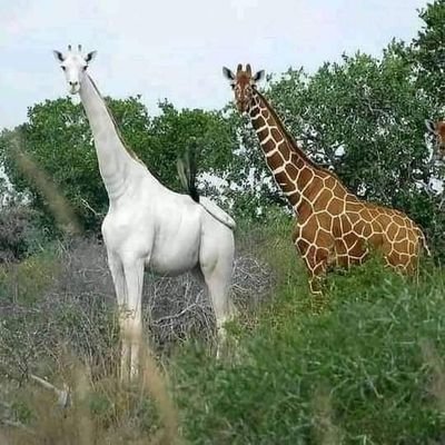 RQtpTdU6CVapE4G's profile picture. 