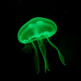 leftyjellyfish Profile Picture