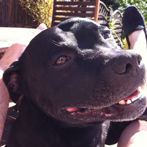 MaxTheStaffie's profile picture. i love going for long relaxing walks, i like food i like sleep, i dont like rain or feeling cold, and i'm one mad son of a bitch