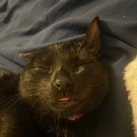 KrypticKat :) (@kryptickatt) 's Twitter Profile