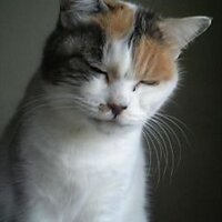 Oggy (@neconeco1215) 's Twitter Profile Photo Oggy (@neconeco1215) 's Twitter Profile Photo