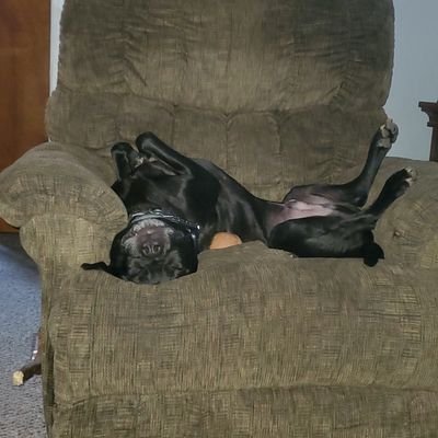 FendersFoundat1's profile picture. I'm a #rescuedog who owns  @hockeygal4ever & we're trying to become a #nonprofit for other rescue #dogs We will NEVER ask for $ or sell! #adoptdontshop