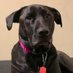 Carrie Kuhar Netschi (@mom2mabel) Twitter profile photo