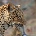 Sipi Nature Explorers (@sipinature) Twitter profile photo Sipi Nature Explorers (@sipinature) Twitter profile photo