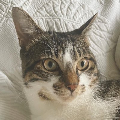 ふれていいマーキュリーのプロフィール写真