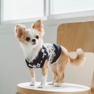 Chihuahualoved's profile picture. 無言フォロー失礼します!犬好きです!仲良くしてください!