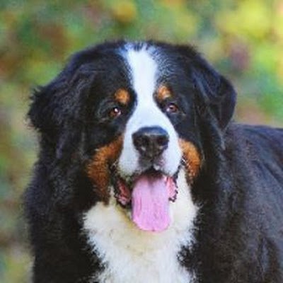 fabimontini's profile picture. 