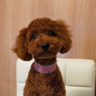 blueimpulse220's profile picture. 高知県民で経営者！日本のアホなマスク社会を撲滅させたい！
献血はするがワクチンは一切射たない！
 興味のない人からのリプ等は無視します！