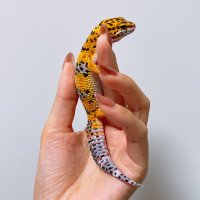 𝐬𝐚𝐲𝐚𝐤𝐚 (@38reptiles__) 's Twitter Profile Photo 𝐬𝐚𝐲𝐚𝐤𝐚 (@38reptiles__) 's Twitter Profile Photo