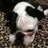 spdj1972's profile image