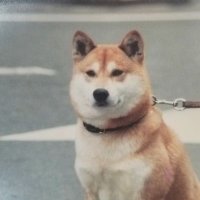 haradashiwanco (@haradashiwanco) Twitter profile photo