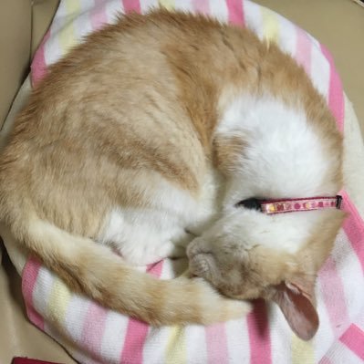 動物愛護センターからの保護猫うめと暮らしてます🐱食べるの大好き❗️美しいもの面白いものも好物です😉無言フォロー失礼します。気軽にフォローして下さい👍いいね下さると凄く嬉しいです🥰  DM苦手です。スミマセン