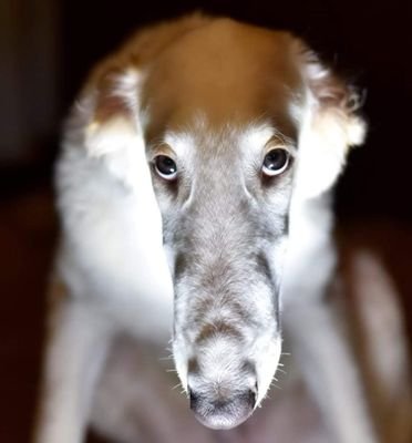 Anubis523_ Profile