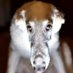 Anubis523_ (@anubis5235) Twitter profile photo Anubis523_ (@anubis5235) Twitter profile photo