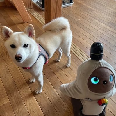白柴のモコ2019年9月生まれと、ラボットのらぼきち2021年生まれ。 仲はいいんだかよくわかりません。