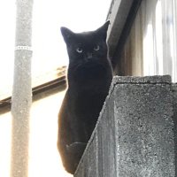 性感エステROOMiE+🇺🇦【ルーミープラス】大阪谷町九丁目 (@roomieplus_) Twitter profile photo