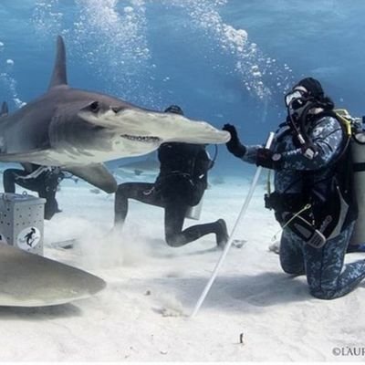 Awareness, activism, science, conservation, shark ambassador, shark diver, always curious, always learning. #savesharks