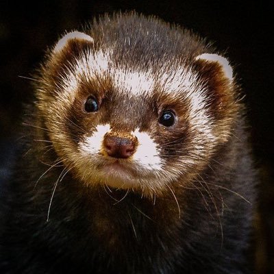 Ferret1248 Profile Picture