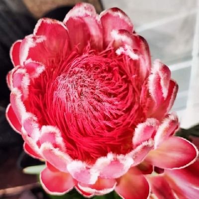 zizimalwande's profile picture. Here we throw shade like it's sunny 🌞
cause it's about that Time for Sunshine 💫