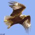 عزالعرب (@12_ezz) Twitter profile photo عزالعرب (@12_ezz) Twitter profile photo