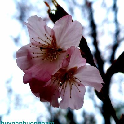 Huynhnam1111's profile picture. 