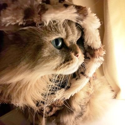 猫が大好き💕チンチラゴールデンのきらら16才と暮らして居ます🥰心臓に不整脈が有り血液が逆流してます！突然死を覚悟して下さいと先生に言われてから12年がたちます🐈️これからものんびり過ごして長生きして欲しいです🥰マヌルネコが大好き💕DM仲良しさん以外❌❌❌エロ❌❌❌