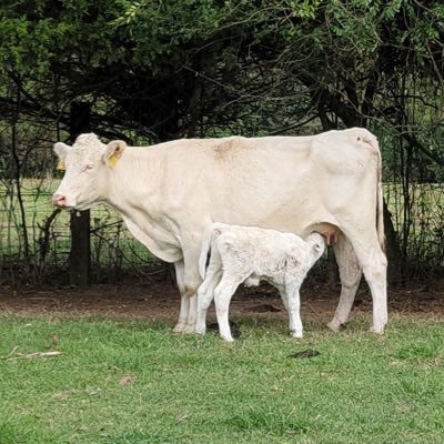 buybeef's profile picture. 🥩