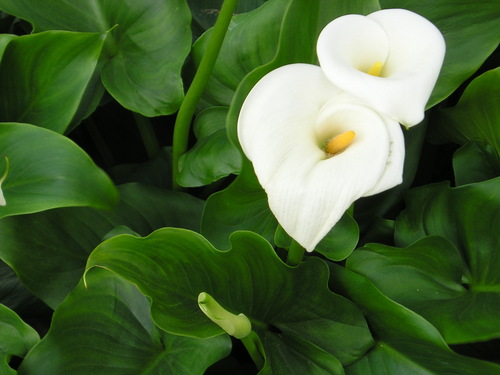 Eustacia1959's profile picture. Bleeding-heart misanthrope.